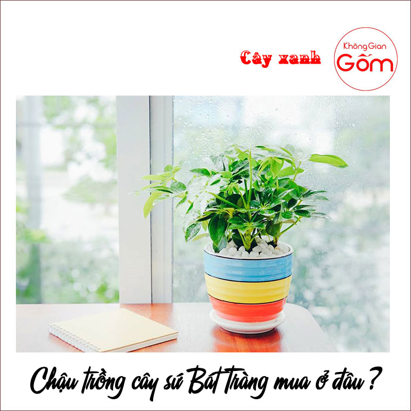 Cửa hàng bán chậu sứ trồng cây – nên mua cây sẵn hay mua chậu về trồng?