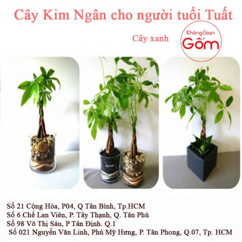 Loại cây nào giúp cho người tuổi Tuất thu hút tiền tài nhiều hơn ?