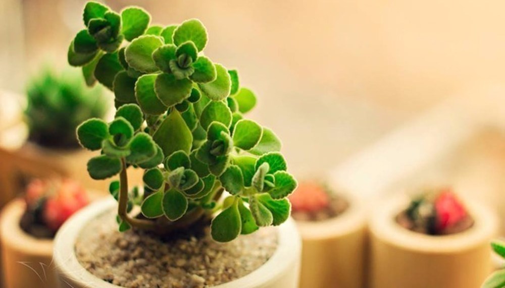 Cây xanh nào trồng trong nhà dành giúp người Tuổi Hợi giữ tiền ?