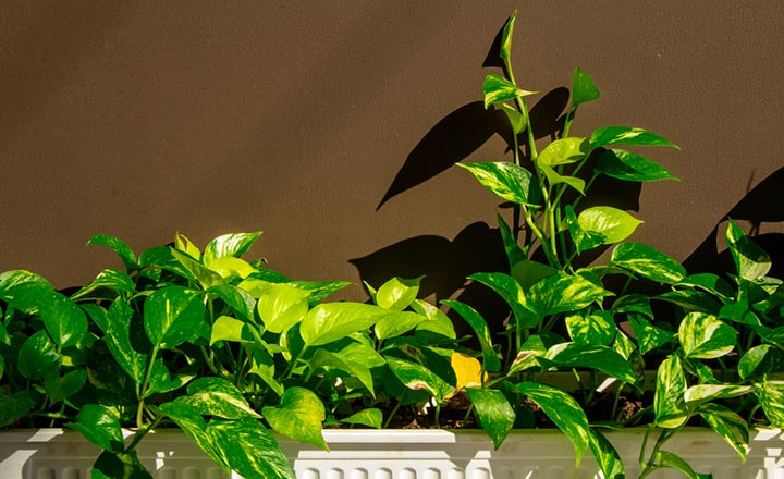 Cây trầu bà bán ở đâu ? những lưu ý khi mua trầu bà về trồng