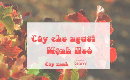 Cây xanh nào, màu cây nào dành riêng cho người mệnh Hỏa ?