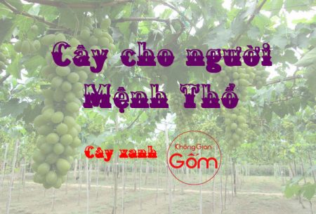 Những loại cây xanh mà người mệnh Thổ nên trồng là cây nào ?