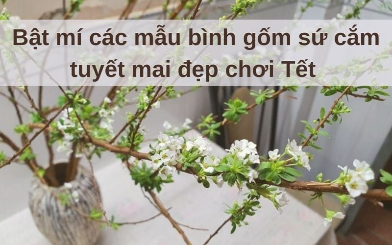 Bật mí các mẫu bình gốm sứ cắm tuyết mai đẹp chơi Tết