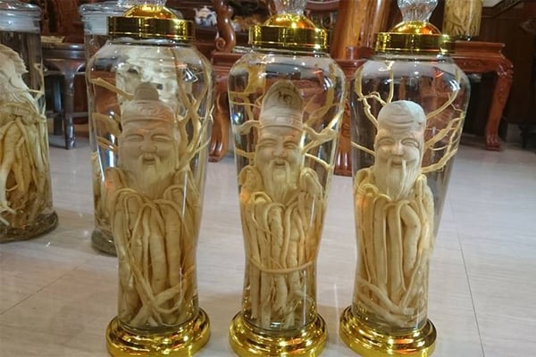 Cây đinh lăng ngâm rượu có tác dụng gì ? chữa bệnh gì ?