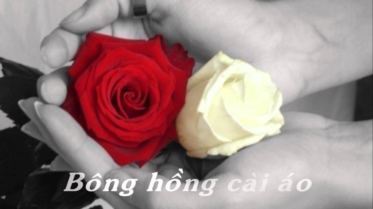 Ý Nghĩa Bông Hồng Cài Áo Mùa Vu Lan Báo Hiếu