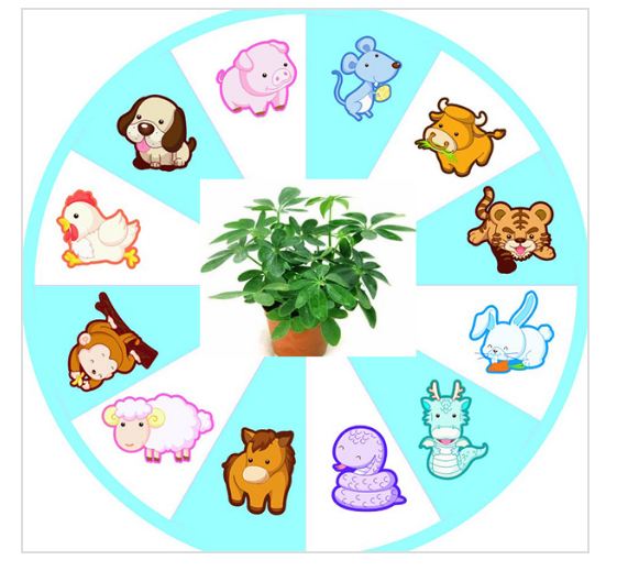 Chọn loại cây xanh cải thiện tiền tài công danh cho 12 con giáp