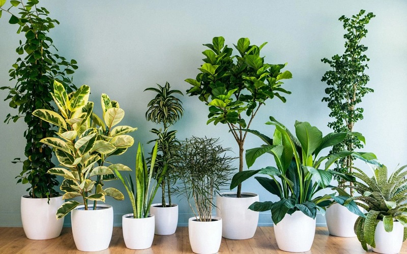 Những loại cây cảnh thích hợp trồng trong nhà Hút Tài Lộc