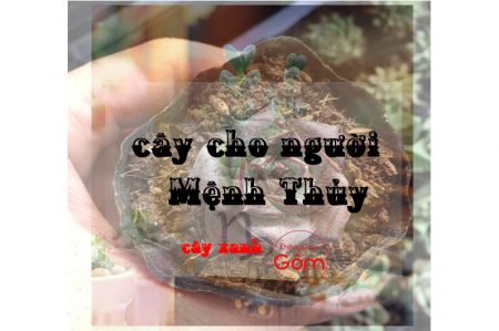 Mua cây xanh đúng chuẩn cho người mệnh Thủy như thế nào ?