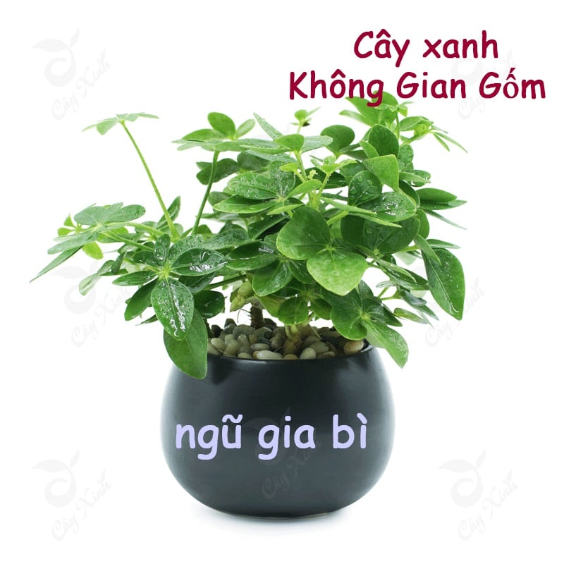 Người tuổi Dần nên chọn cây phong thủy nào kiểm soát được tiền tài ?