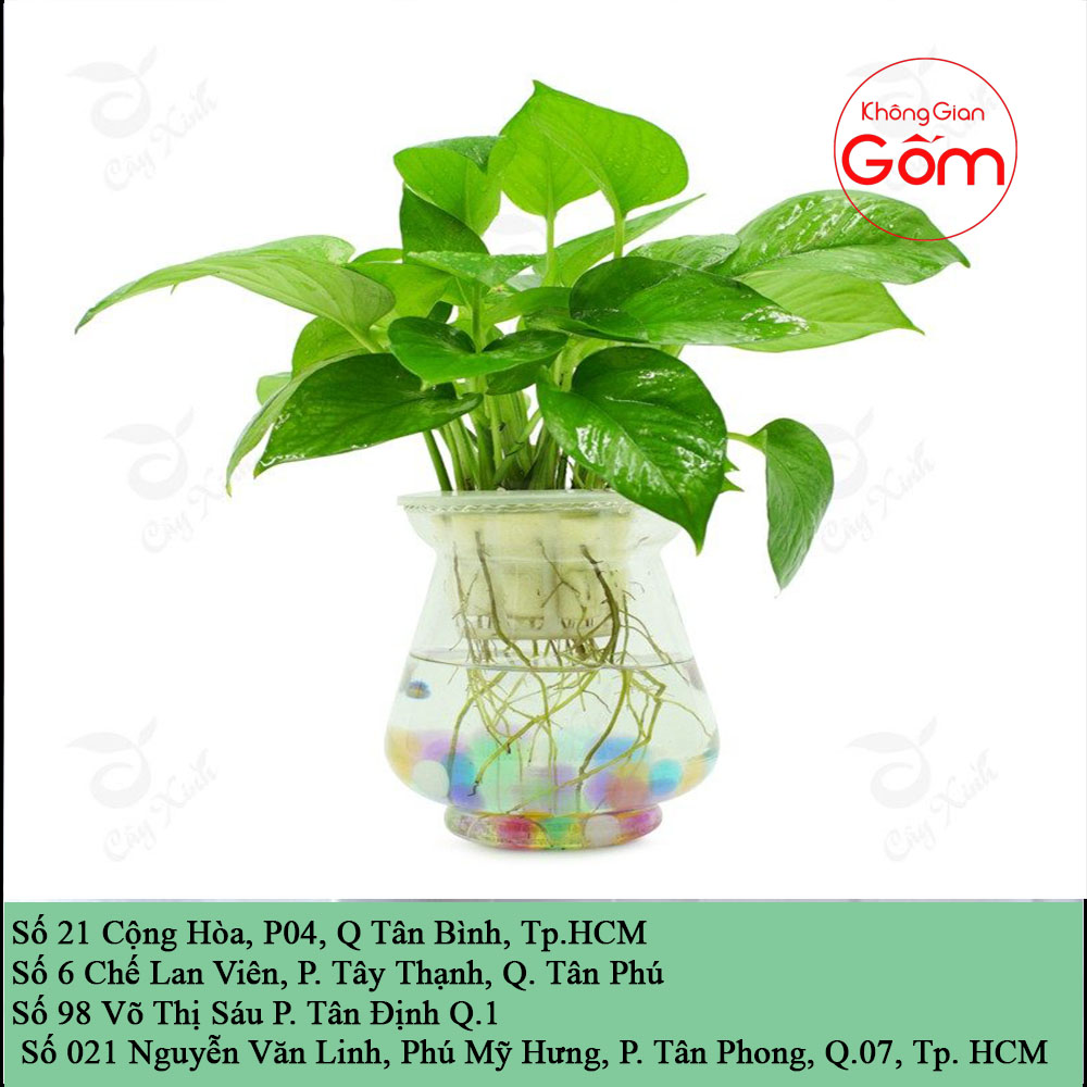 Viết cho những người Tuổi Ngựa muốn tìm cho mình loài cây may mắn !
