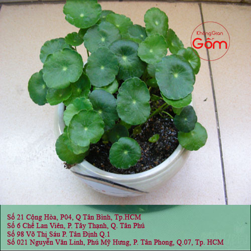 Tuổi Tỵ nên đặt cây xanh nào trong nhà để rước nguồn tài lộc ?