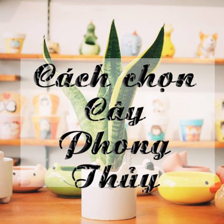 Các loại cây cảnh phong thủy được giới cây cảnh yêu thích nhất hiện nay