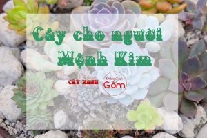 Chọn màu sắc, kiểu dáng cây xanh phù hợp cho người mệnh Kim Như Thế Nào ?
