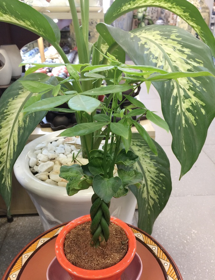 Lưu ý bố trí cây xanh hợp phong thủy cho từng chỗ ở trong nhà