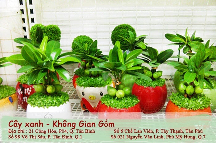 Gợi ý 20 loại cây xanh phong thủy trong nhà thu hút tài lộc