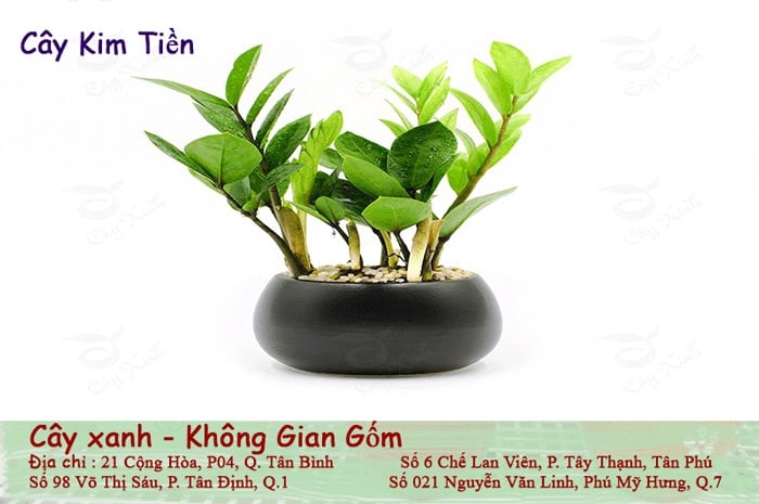 Cách chọn cây xanh phong thủy cho người tuổi Tý