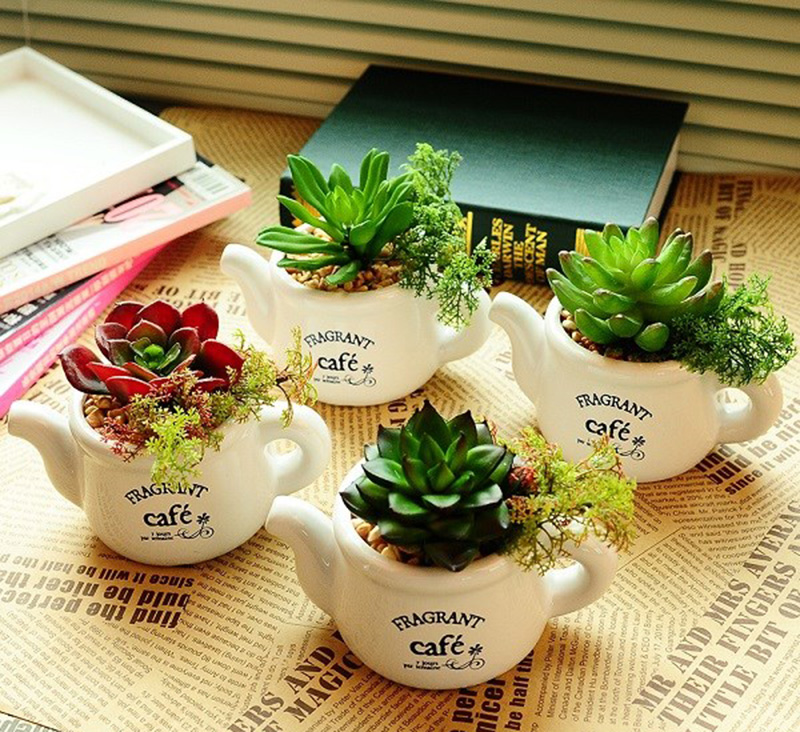 5 Loại cây kiểng, cây xanh giúp thanh lọc không khí tốt nhất
