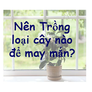 TOP 4 Loại Cây Phong thủy được khuyến khích trồng