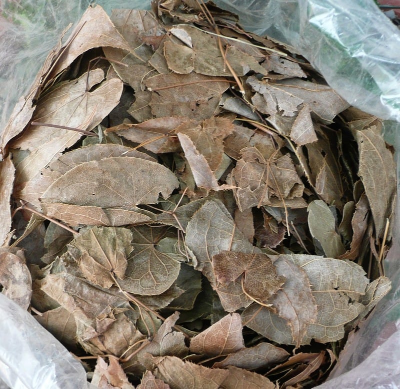 Xem ngay các bài thuốc ngâm rượu cường dương giúp “cứu rỗi” chuyện ấy