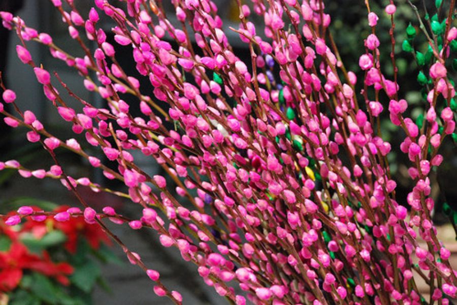 Gợi ý các mẫu hoa chưng Tết đẹp trong năm nay