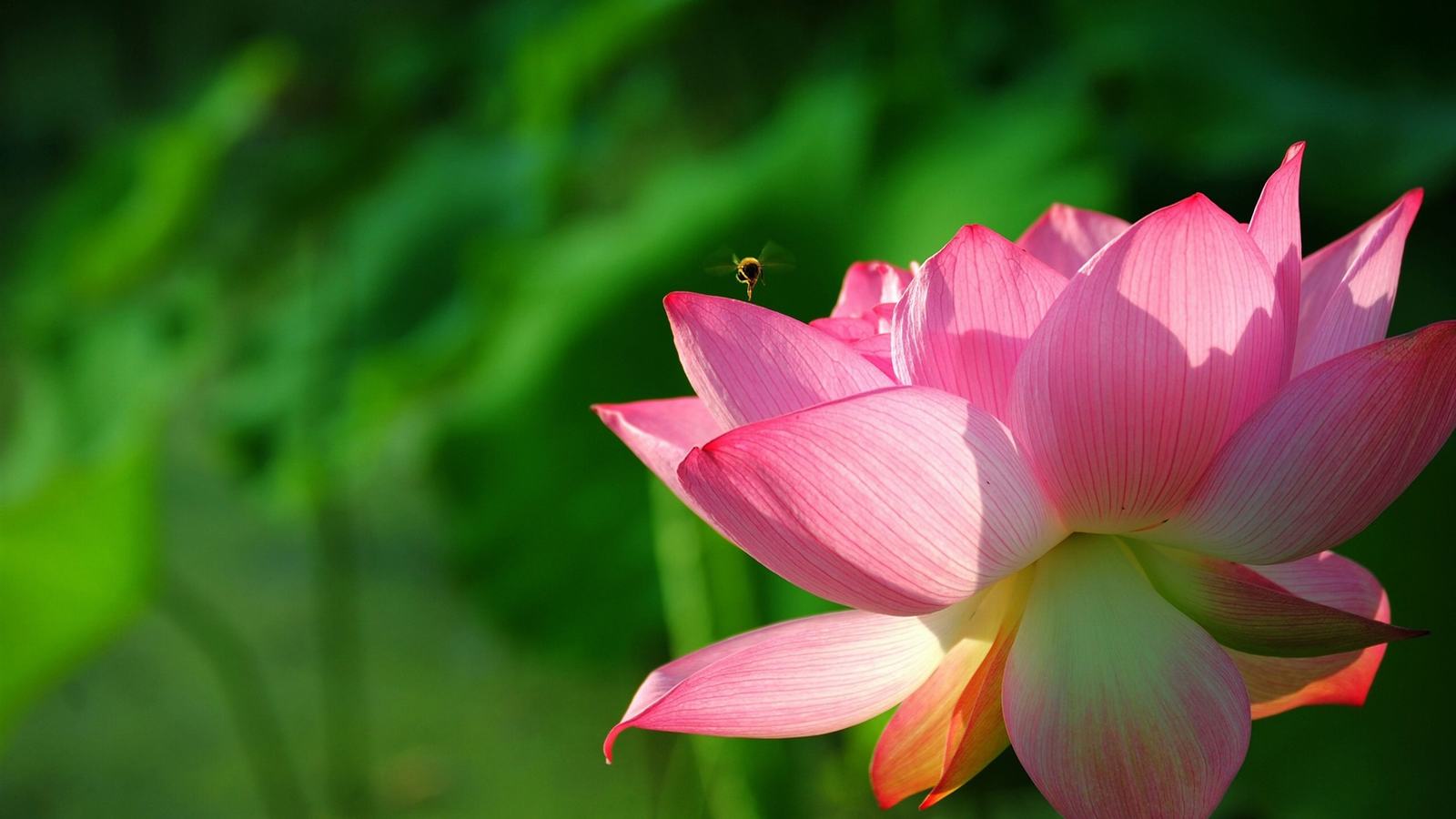Tín ngưỡng thần tài Quan Thế Âm Bồ Tát trong cộng đồng Phật tử như thế nào ?
