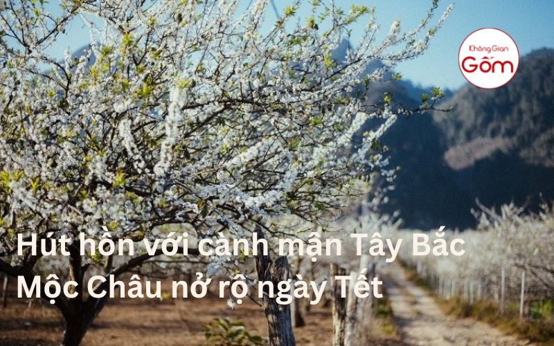 Hút hồn với cành mận Tây Bắc Mộc Châu nở rộ ngày Tết
