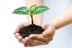 Những loại cây xanh, cây kiểng có khả năng hút ẩm , diệt khuẩn tốt