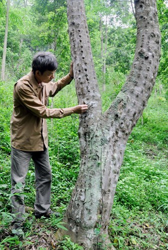 Cách nhận biết trầm hương thật như thế nào ?