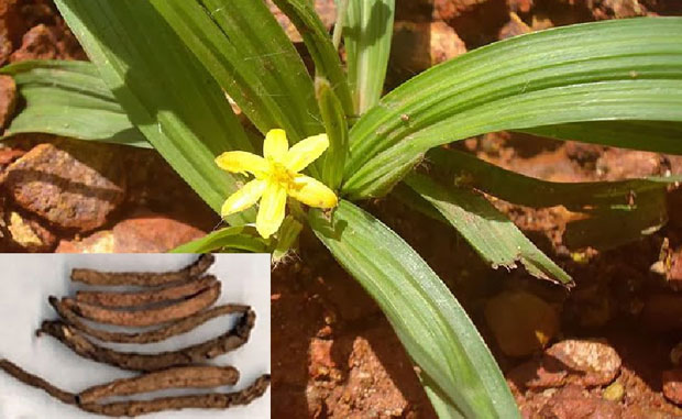 Rượu tiên mao – bài thuốc ngâm rượu bổ thận tráng dương tốt nhất