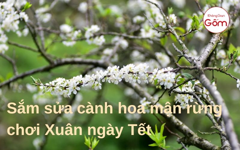 Sắm sửa cành hoa mận rừng chơi Xuân ngày Tết
