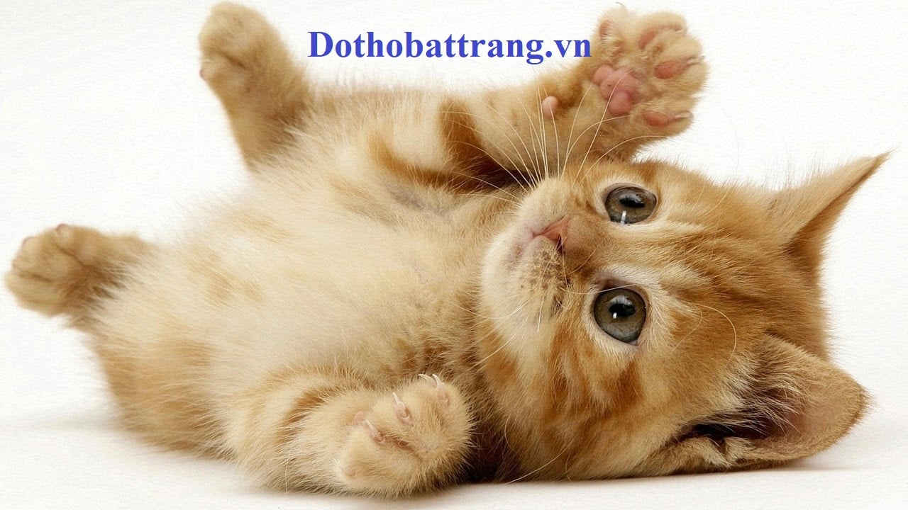 Tính cách và khí chất của người tuổi Mão