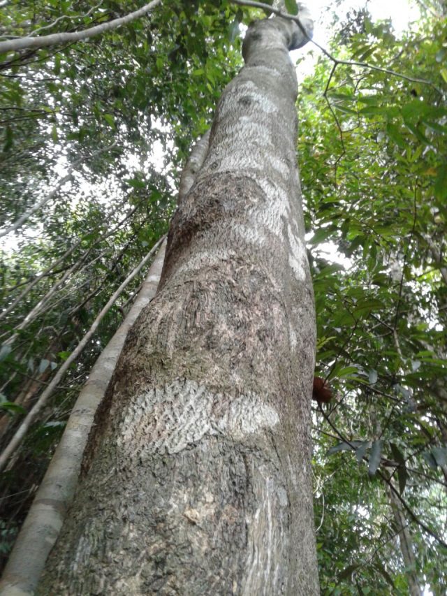 Trầm hương là gì, giá bao nhiêu tiền ?