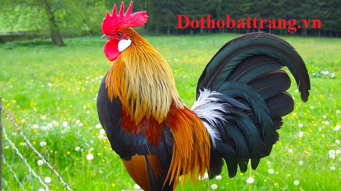Tuổi Dậu và những điều thú vị bạn chưa biết
