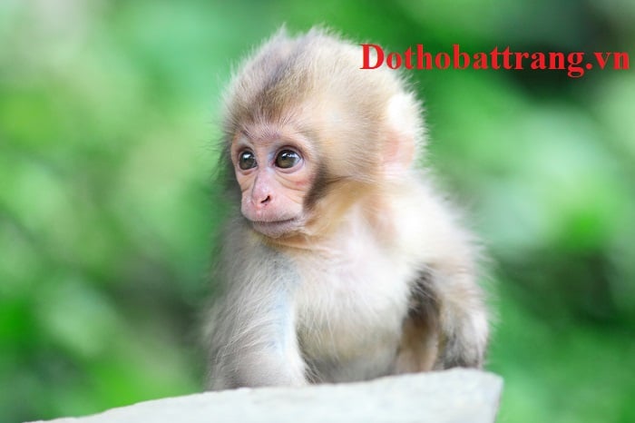 Khí chất và tính cách người tuổi Thân