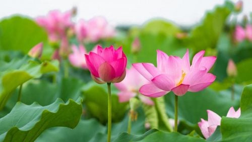 Ý nghĩa lục bình Vẽ Hoa Sen trong phong thủy