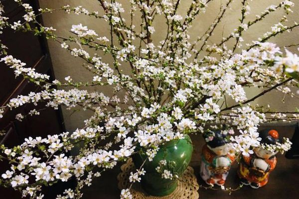 Bật mí các mẫu bình gốm sứ cắm tuyết mai đẹp chơi Tết