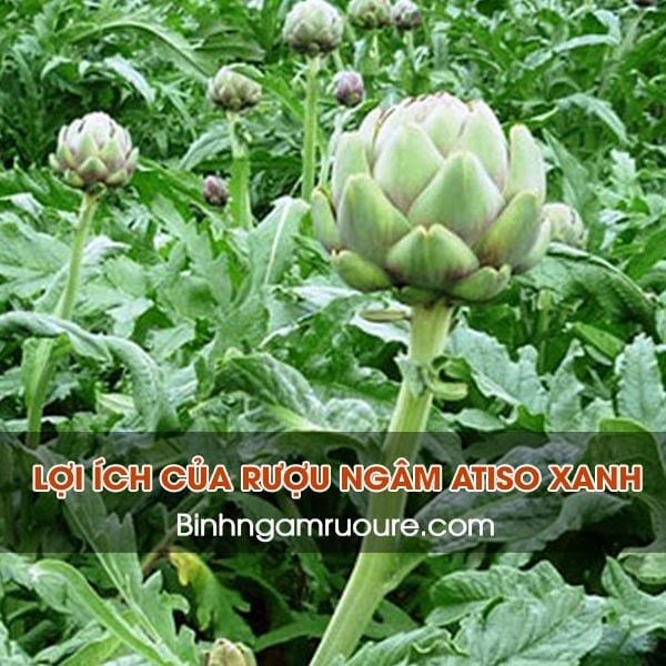 Ngâm rượu hoa quả uống tết : TOP 10 rượu ngâm uống tết ngon dễ làm