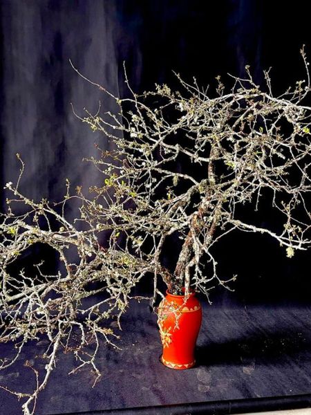 Hút hồn với cành mận Tây Bắc Mộc Châu nở rộ ngày Tết
