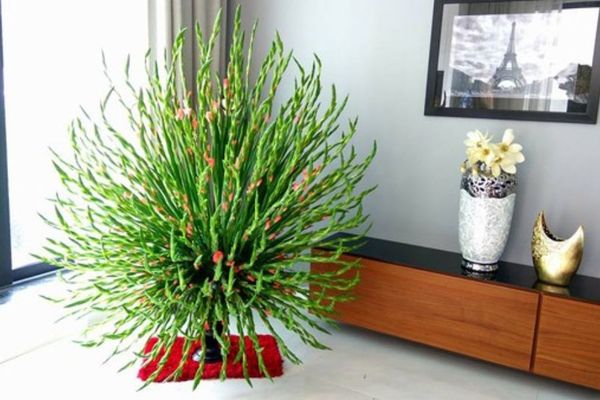 Mẫu cắm hoa bình gốm sứ dáng cao ưa chuộng mùa Tết