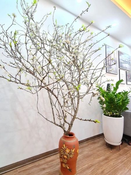 Trang trí cành mận rừng cắm bình tươi lâu trong suốt dịp Tết