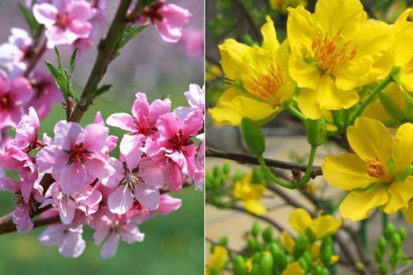 Mẫu cắm hoa bình gốm sứ dáng cao ưa chuộng mùa Tết