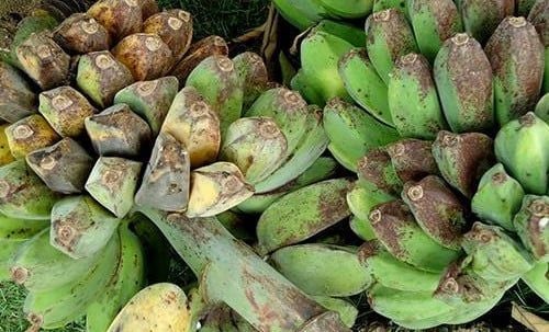 Cây cần sa ngâm rượu uống có tác dụng gì?