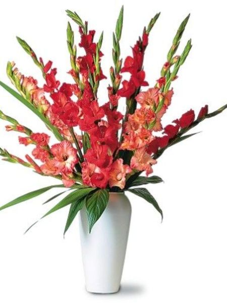 Tết nên chưng hoa gì đem lại may mắn, rước tài lộc