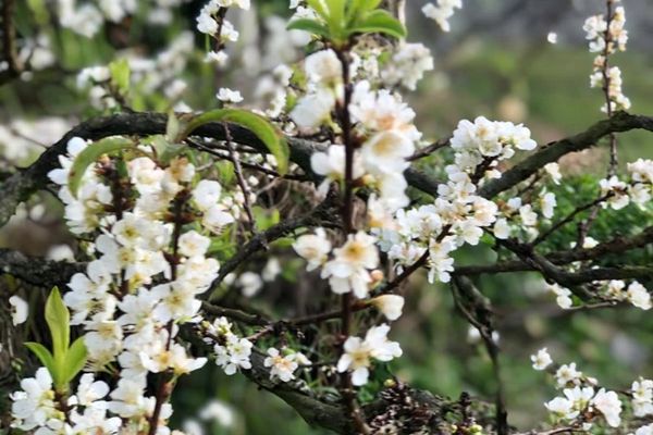 Trang trí cành mận rừng cắm bình tươi lâu trong suốt dịp Tết