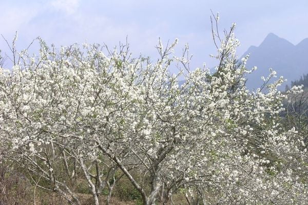 Cành hoa mận rừng cắm bình độc lạ thú chơi Tết của người Hà Thành