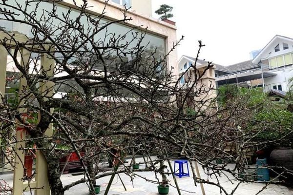 Cành hoa mận rừng cắm bình độc lạ thú chơi Tết của người Hà Thành