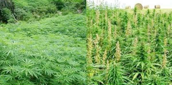 Cây cần sa ngâm rượu uống có tác dụng gì?