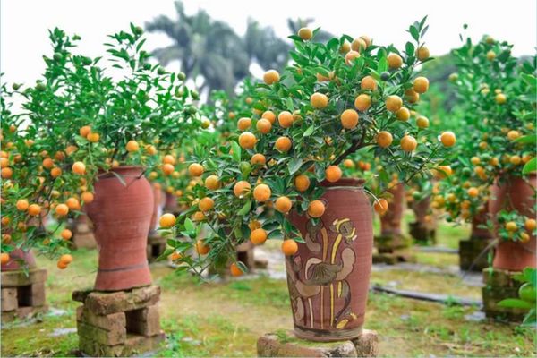 Gợi ý các mẫu hoa chưng Tết đẹp trong năm nay