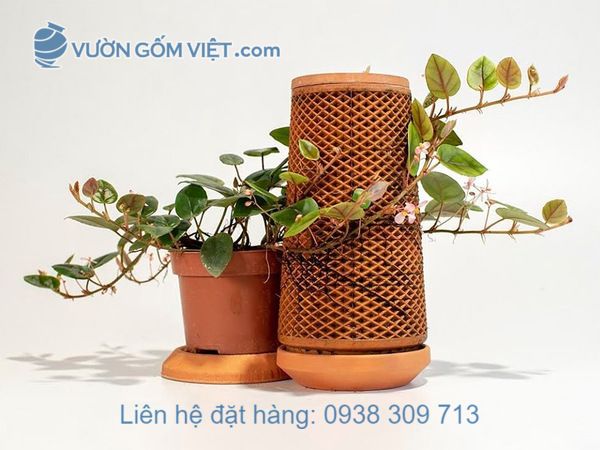 Cách lựa chọn chậu trồng cây thủy canh thông minh cho người bận rộn