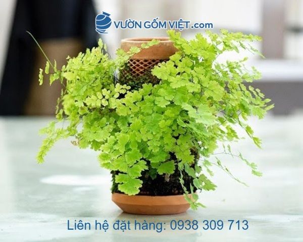 Mua chậu thủy canh đất nung gốm đỏ ở đâu có giá rẻ?